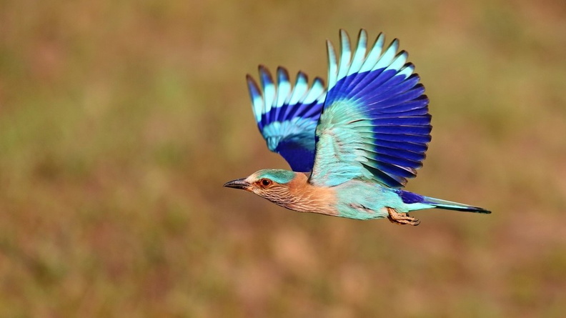 Indian Roller (Coracias benghalensis)
